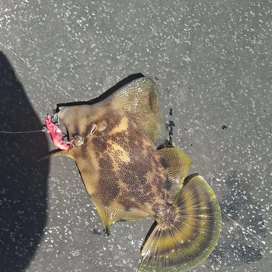 The most recent Large-scaled leatherjacket catches on Fishbrain