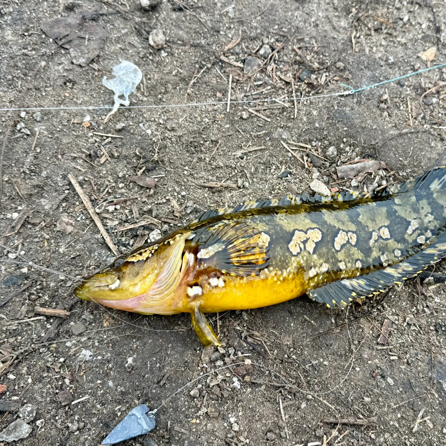 The most recent Giant kelpfish catches on Fishbrain