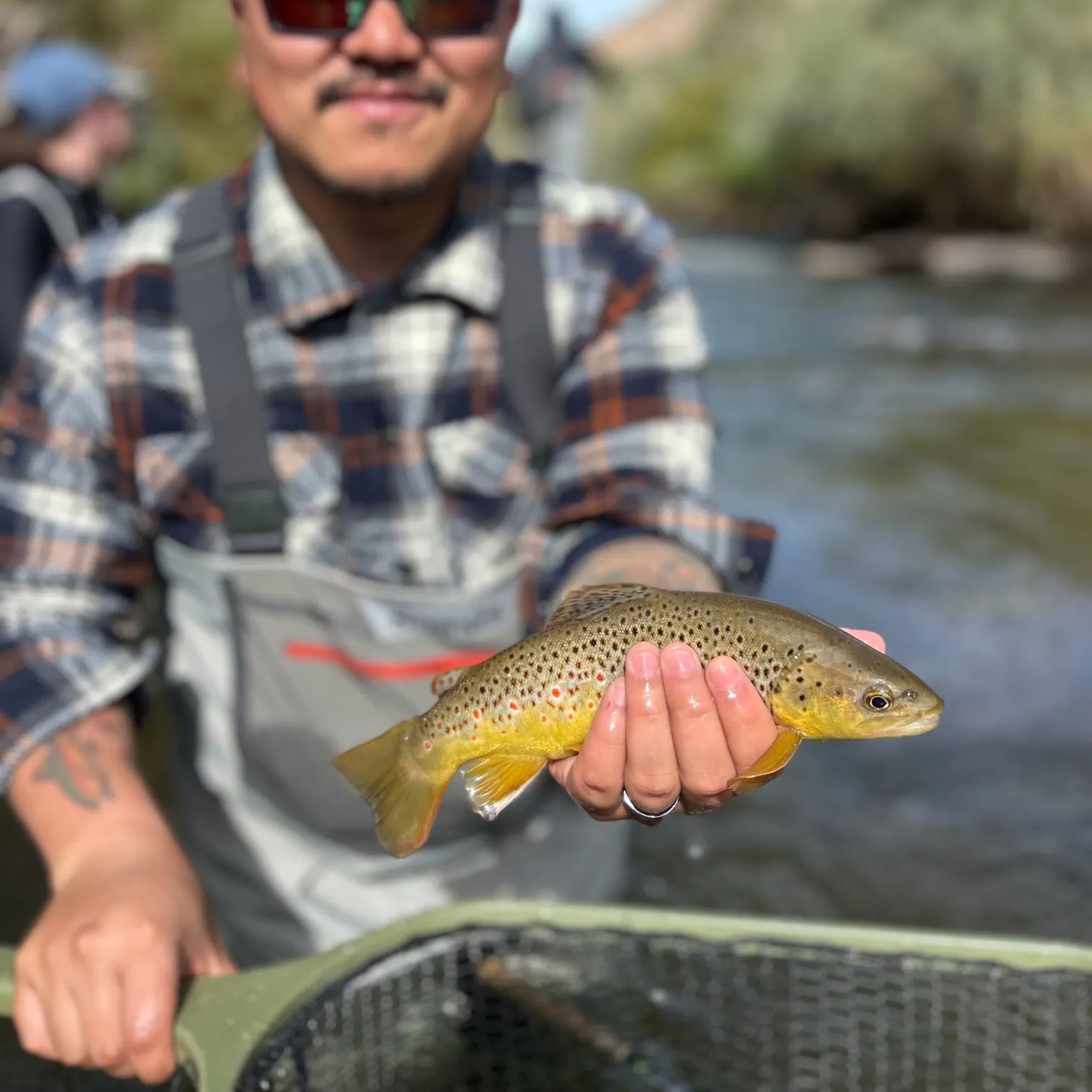 Brown trout caught on Fishbrain
