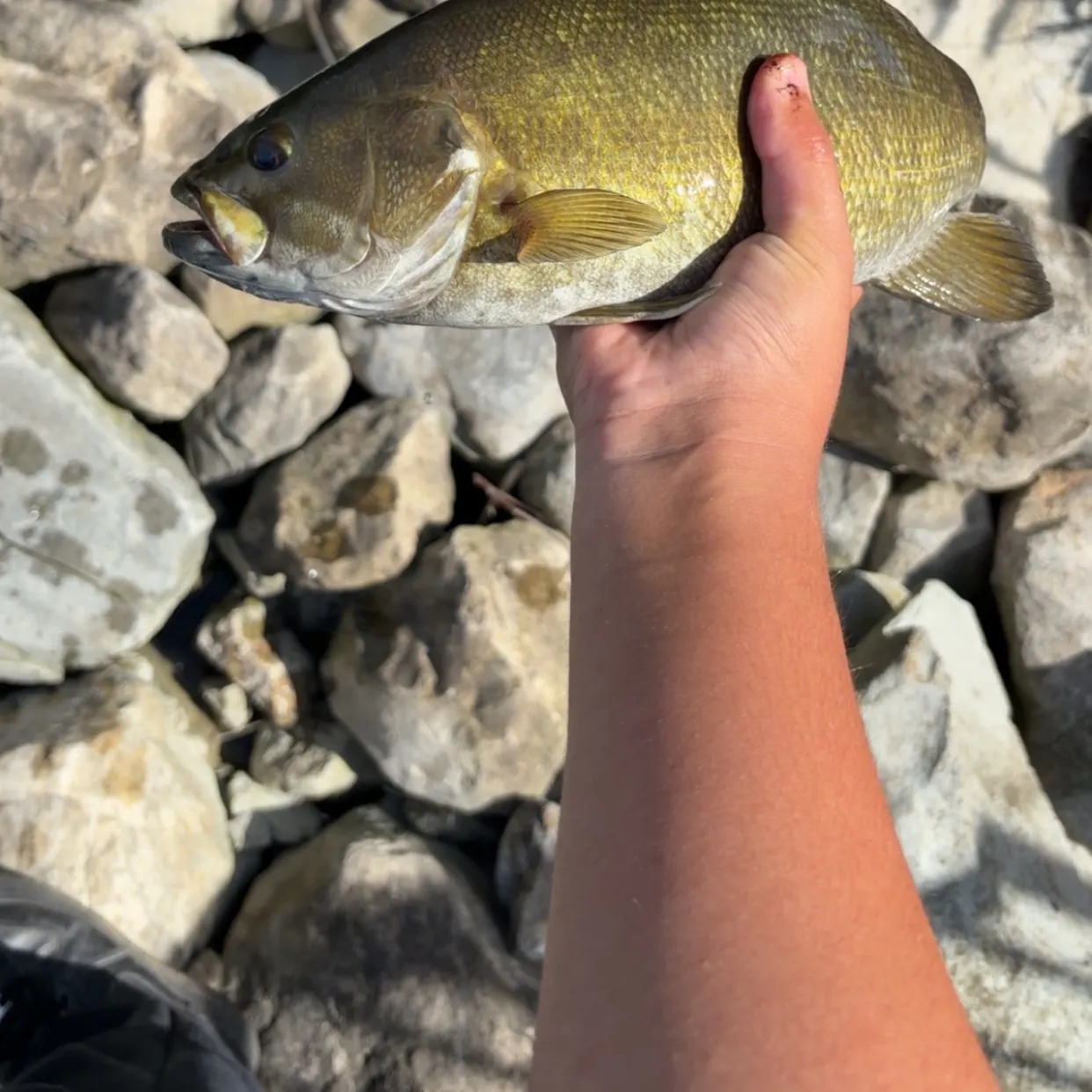 Smallmouth bass caught on Fishbrain