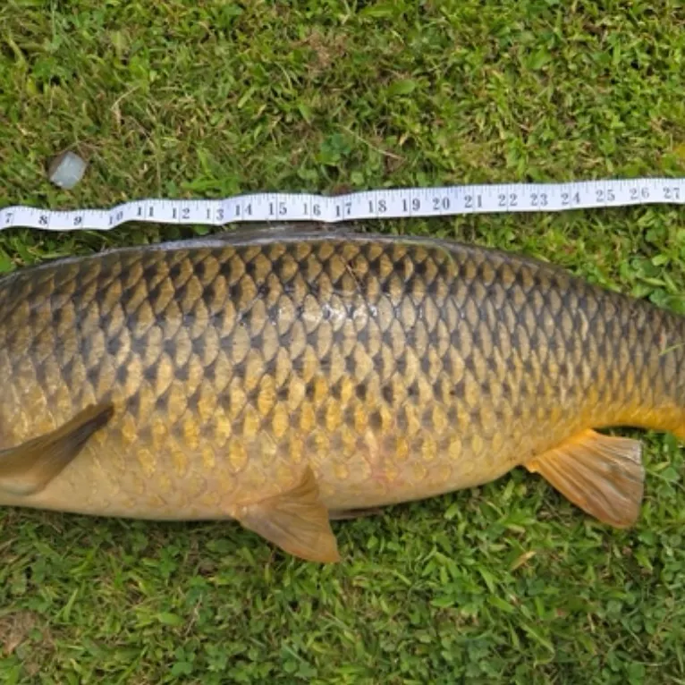 Common carp caught on Fishbrain