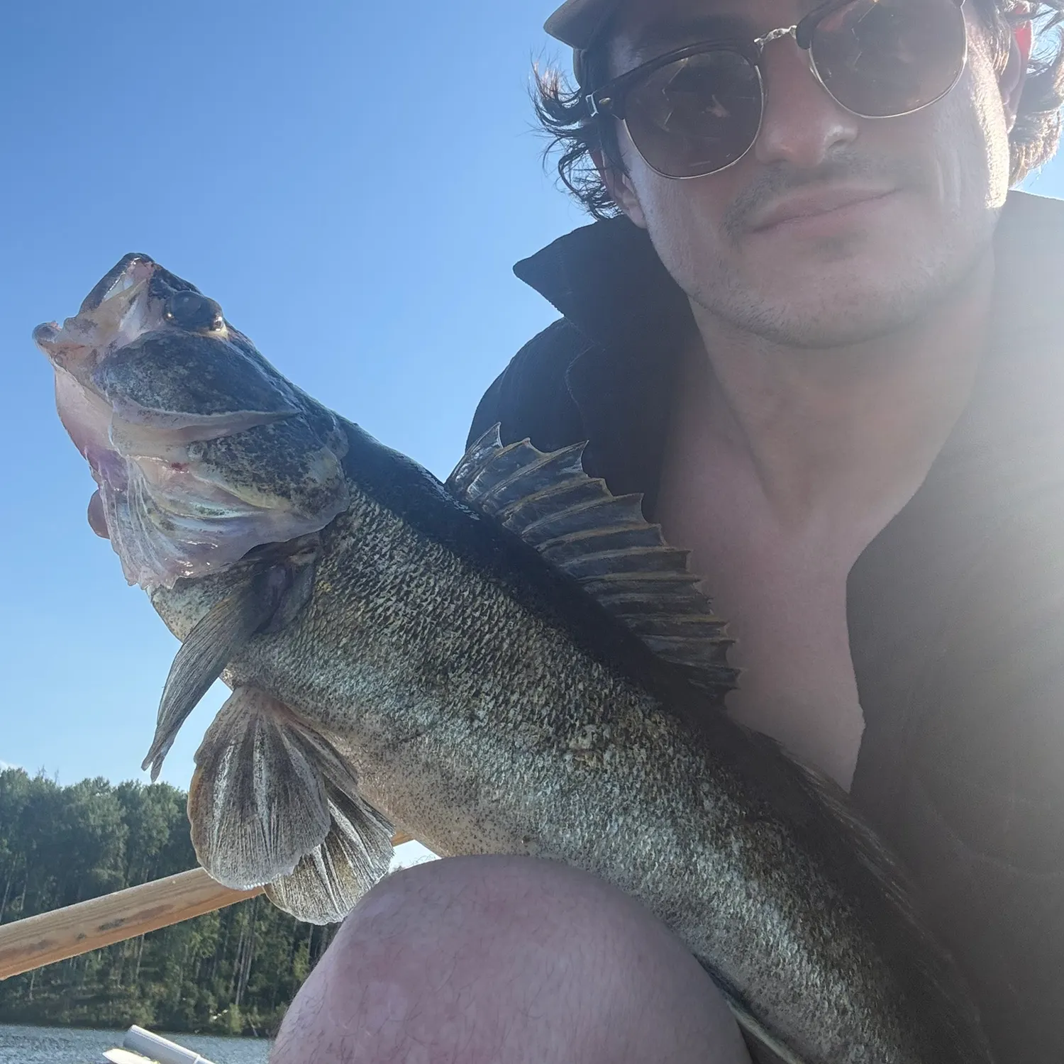 The most recent Zander catches on Fishbrain