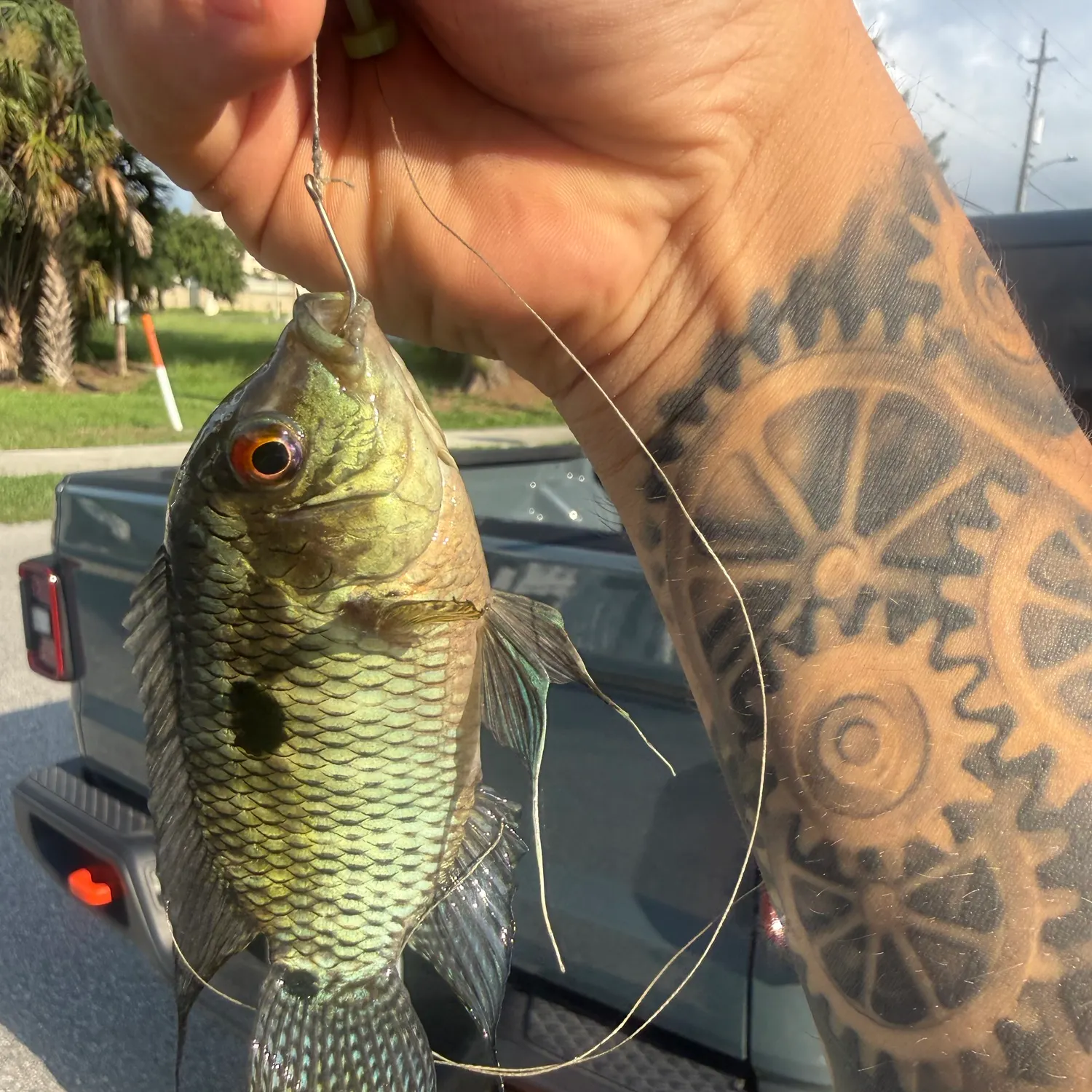 The most recent Redbelly tilapia catches on Fishbrain