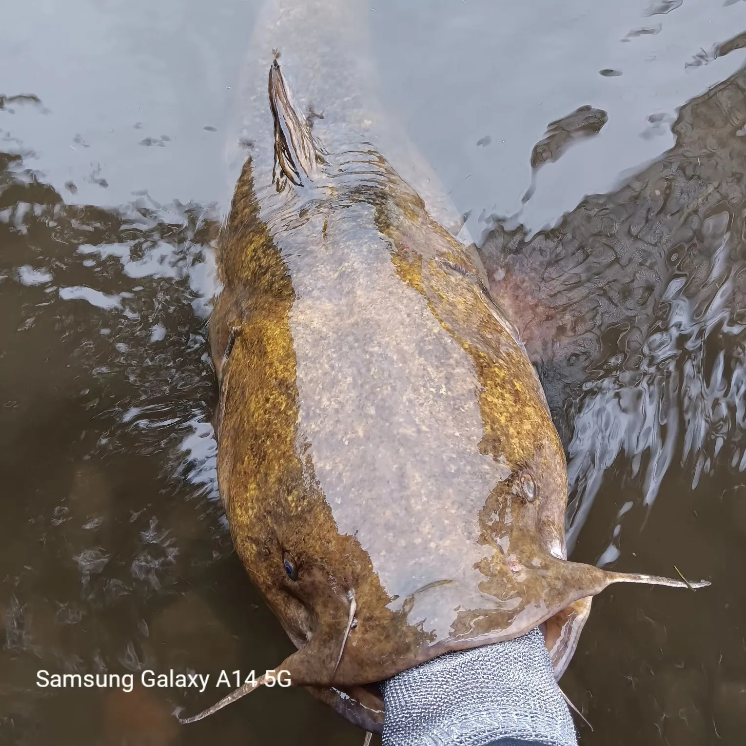 Flathead catfish caught on Fishbrain