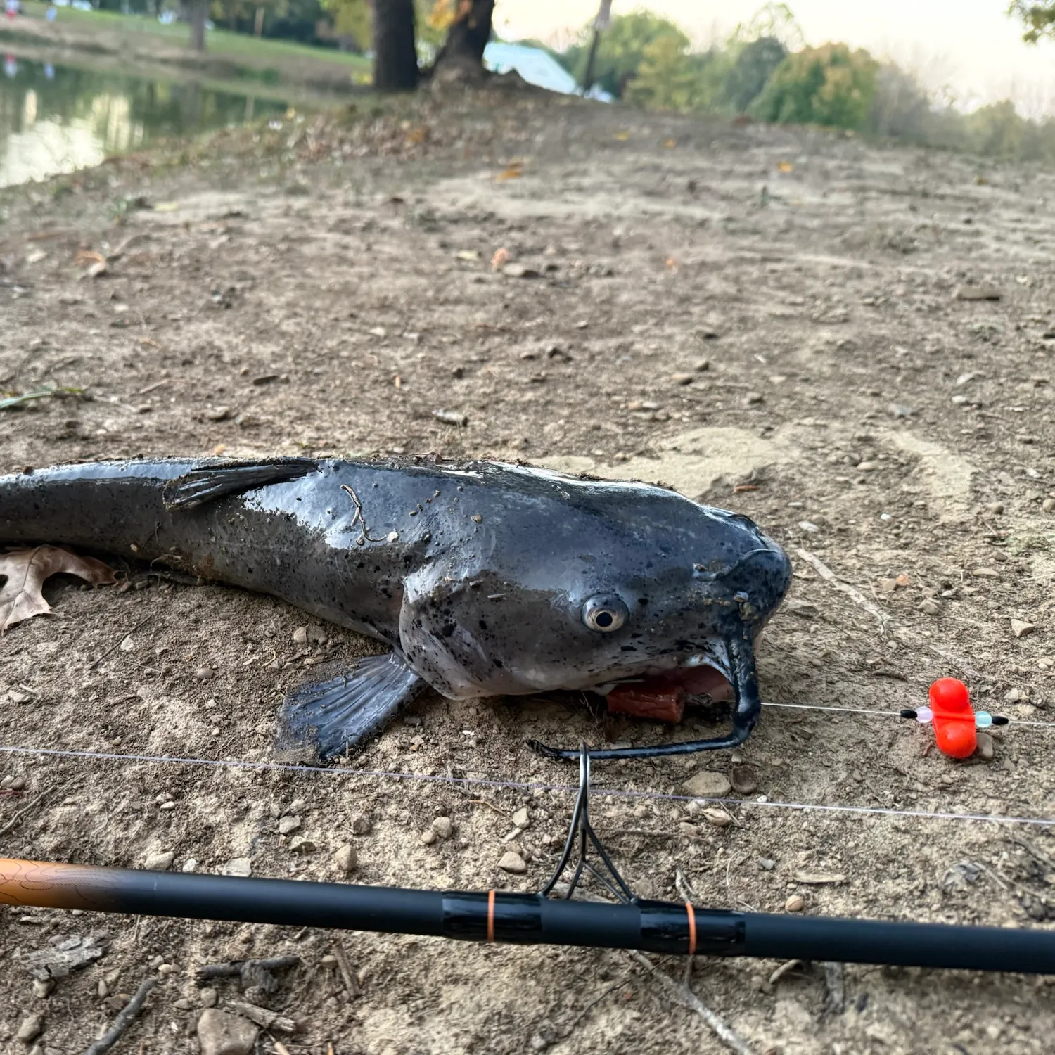 Fish caught on Fishbrain