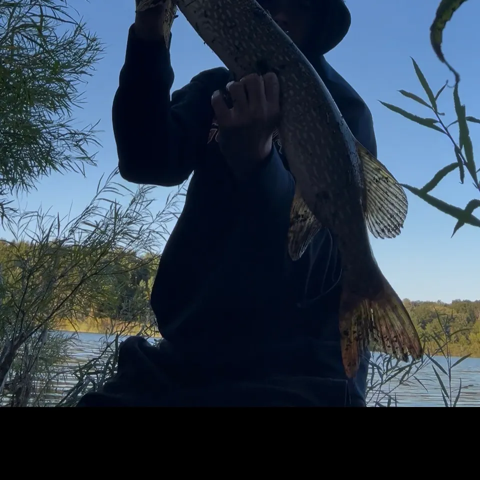 Northern pike caught on Fishbrain