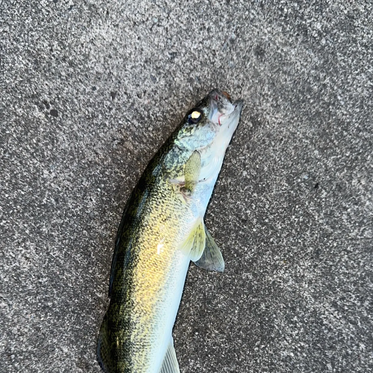 Walleye caught on Fishbrain