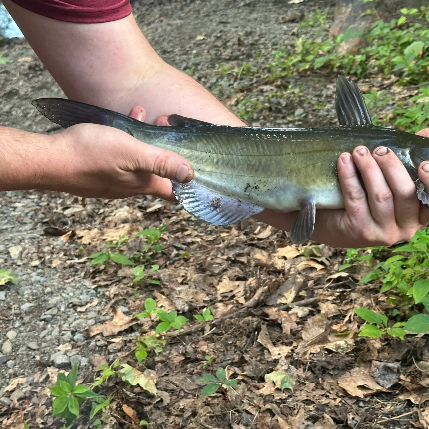 Channel catfish caught on Fishbrain