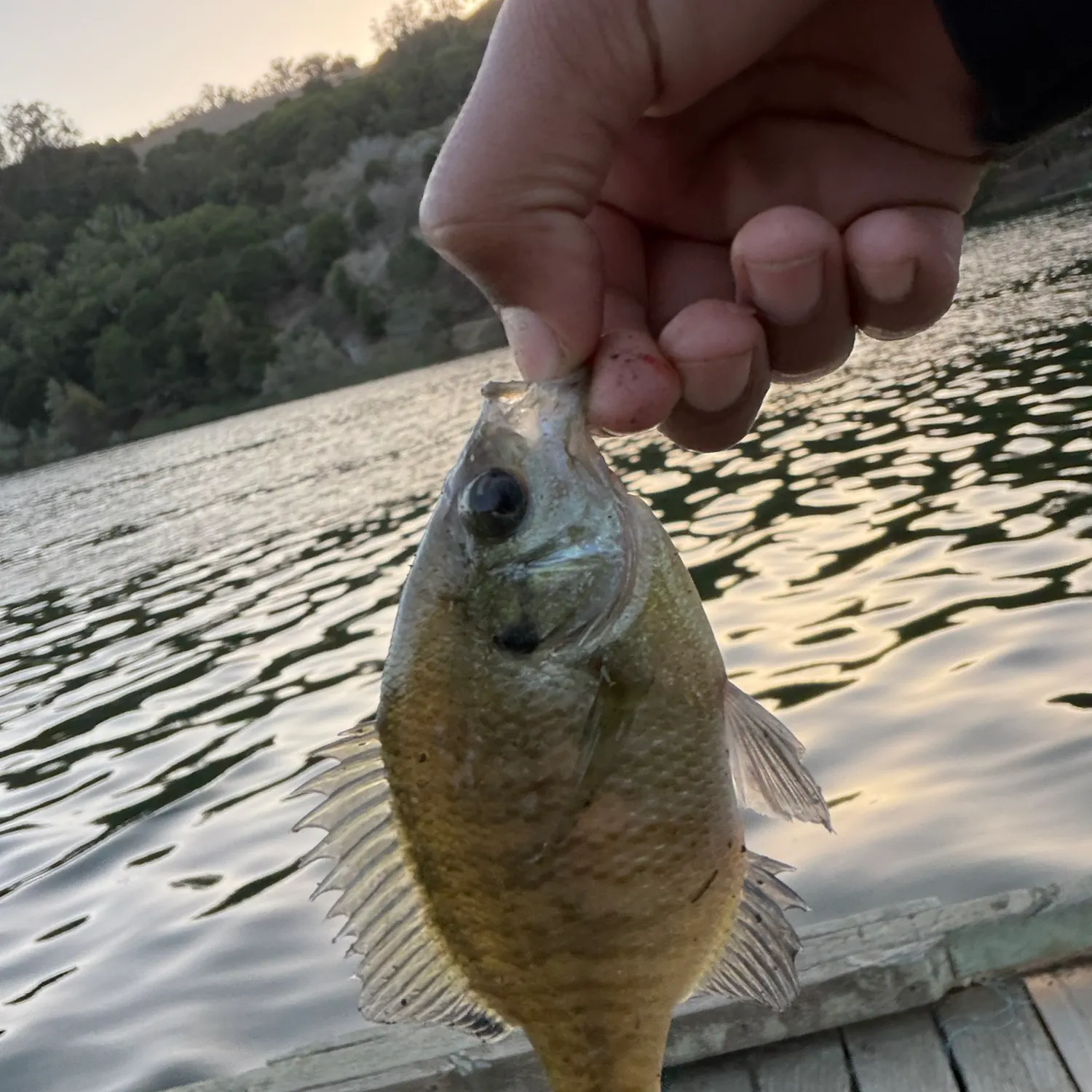 Bluegill caught on Fishbrain