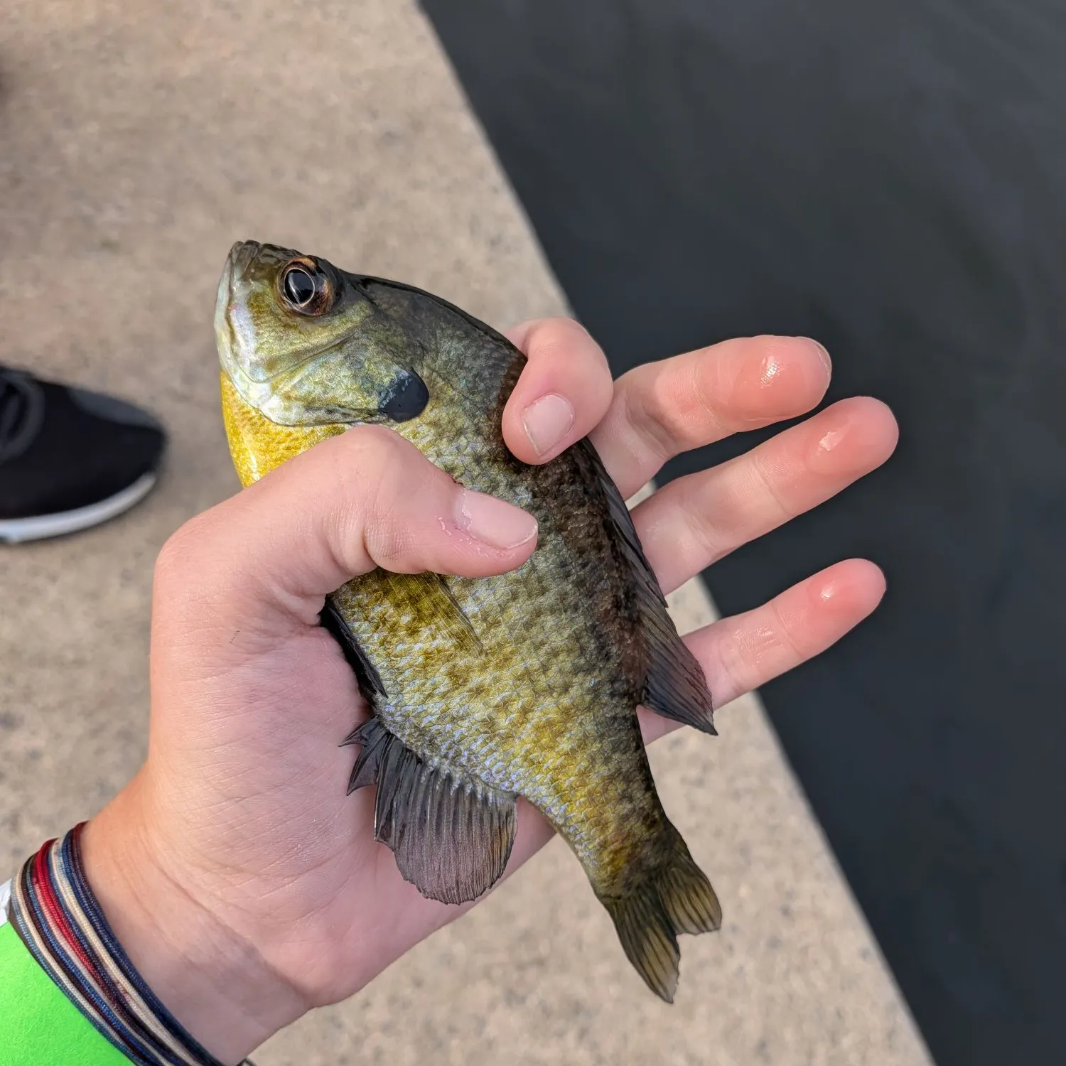 Bluegill caught on Fishbrain