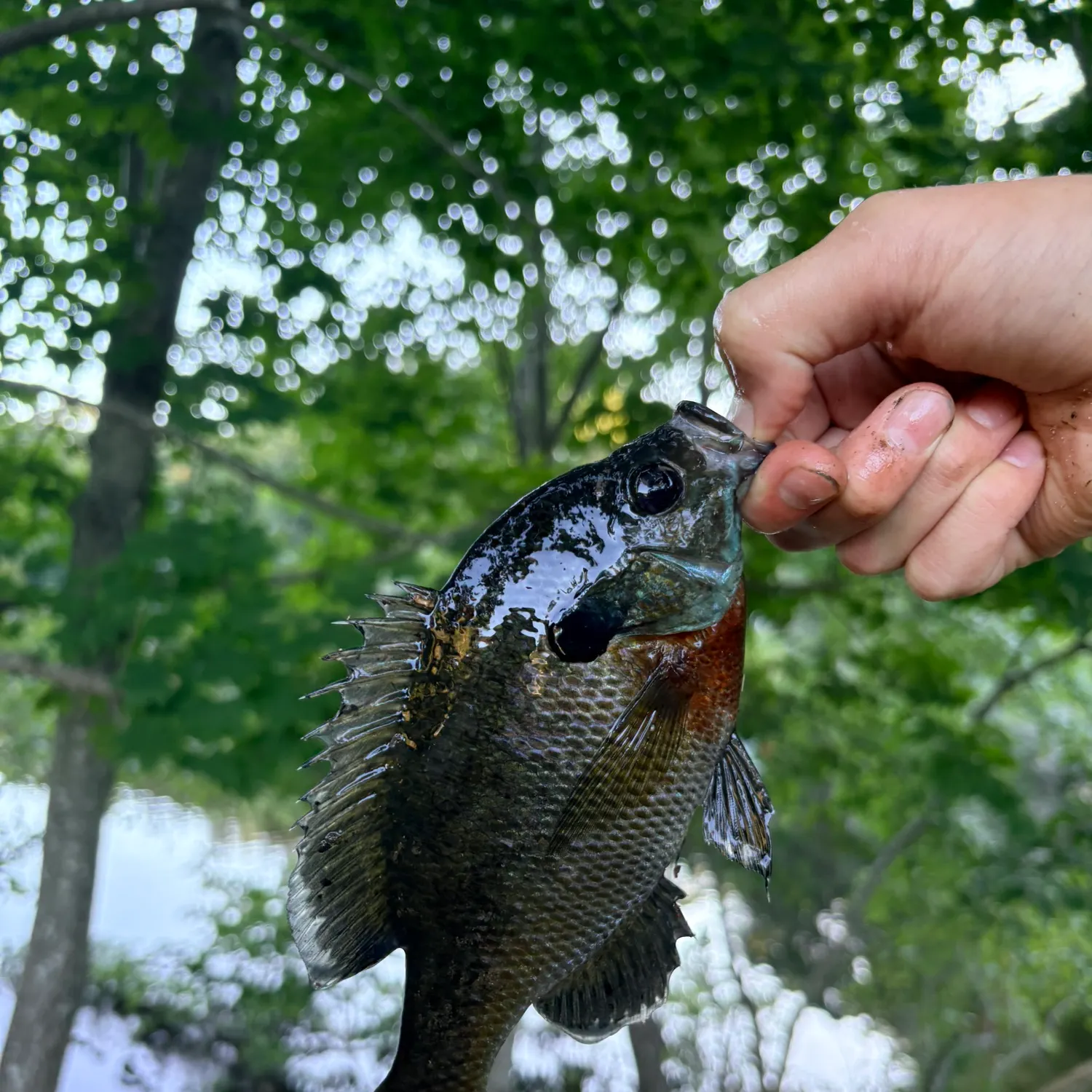 Bluegill caught on Fishbrain