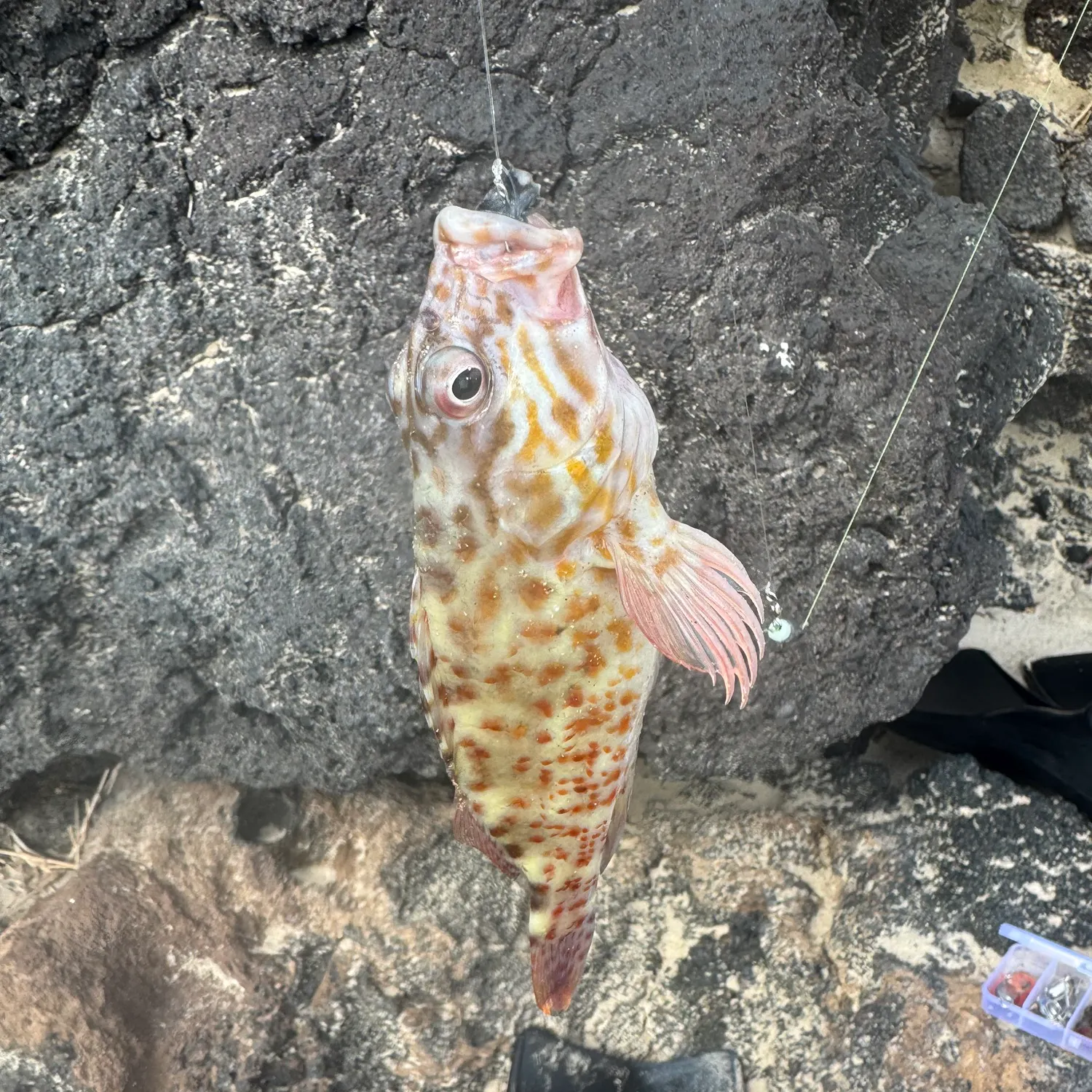 The most recent Stocky hawkfish catches on Fishbrain