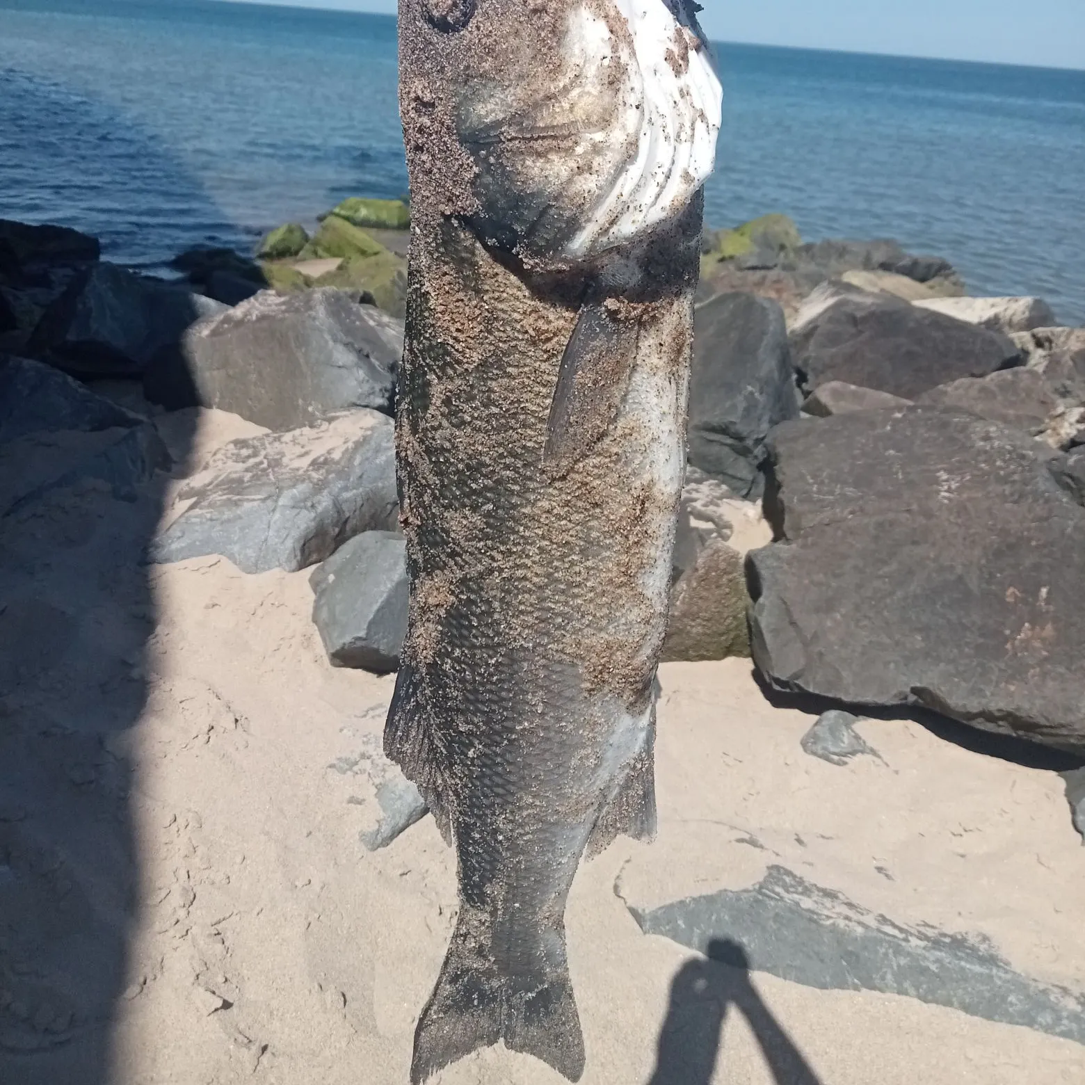 The most recent Spotted seabass catches on Fishbrain