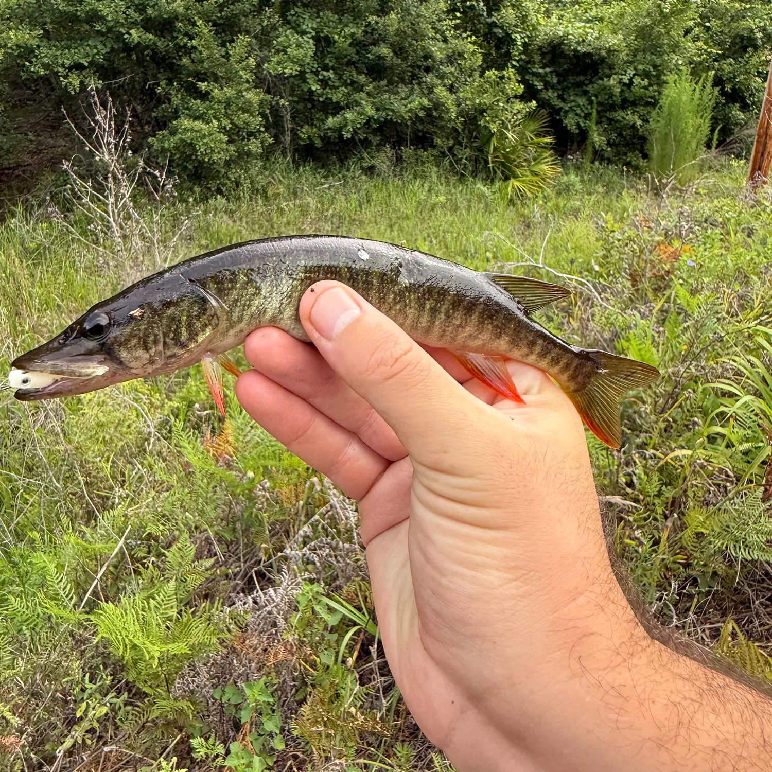 most liked catch image