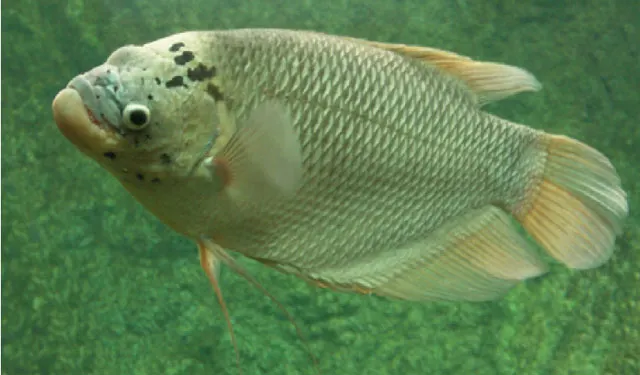 Giant gourami