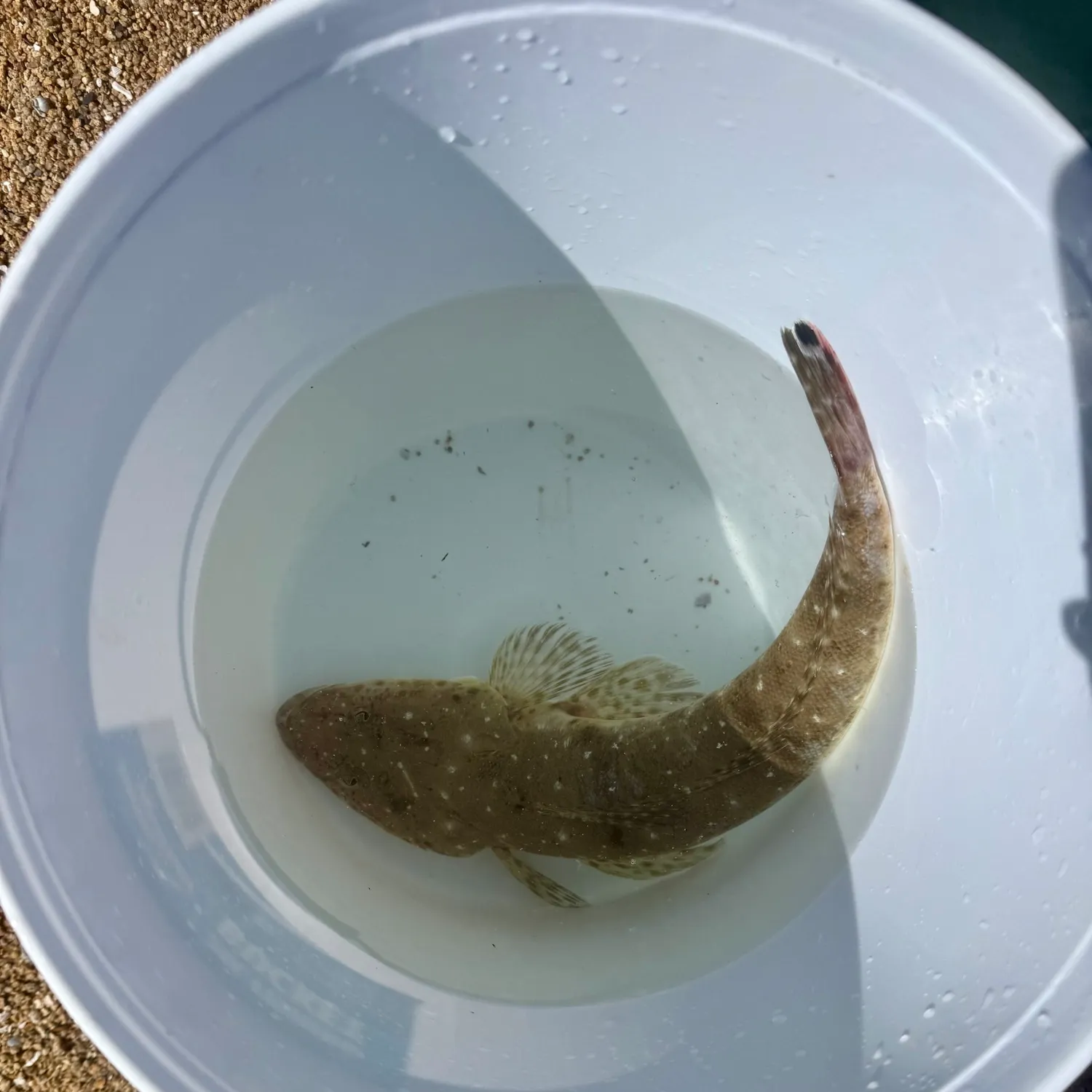 The most recent Blue-spotted flathead catches on Fishbrain