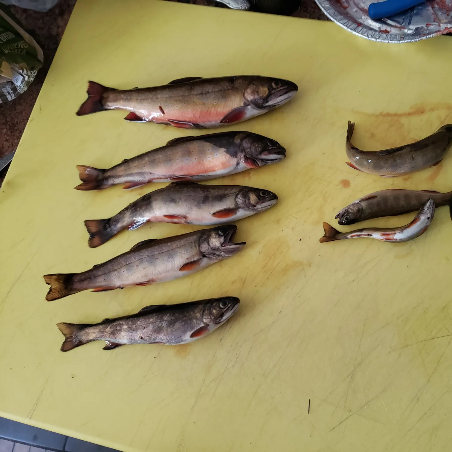 recently logged catches