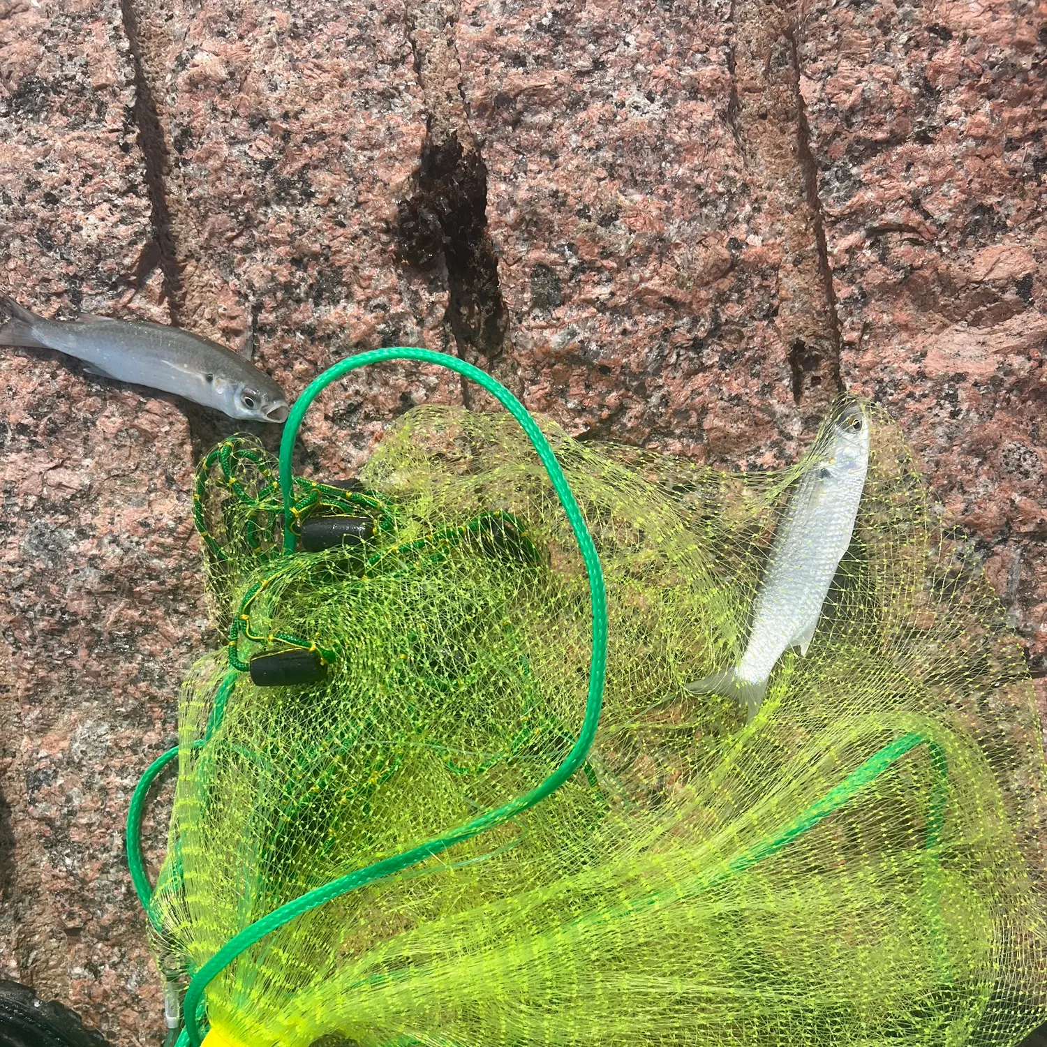 The most recent Hound needlefish catches on Fishbrain