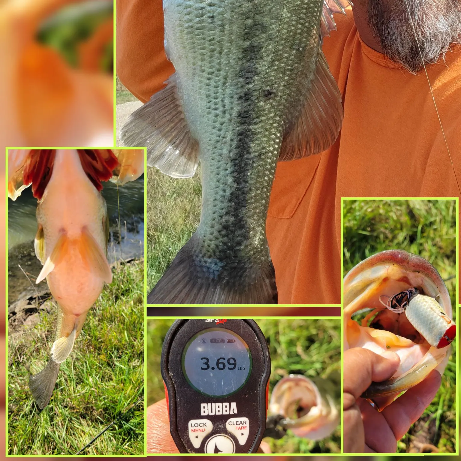 Largemouth bass caught on Fishbrain