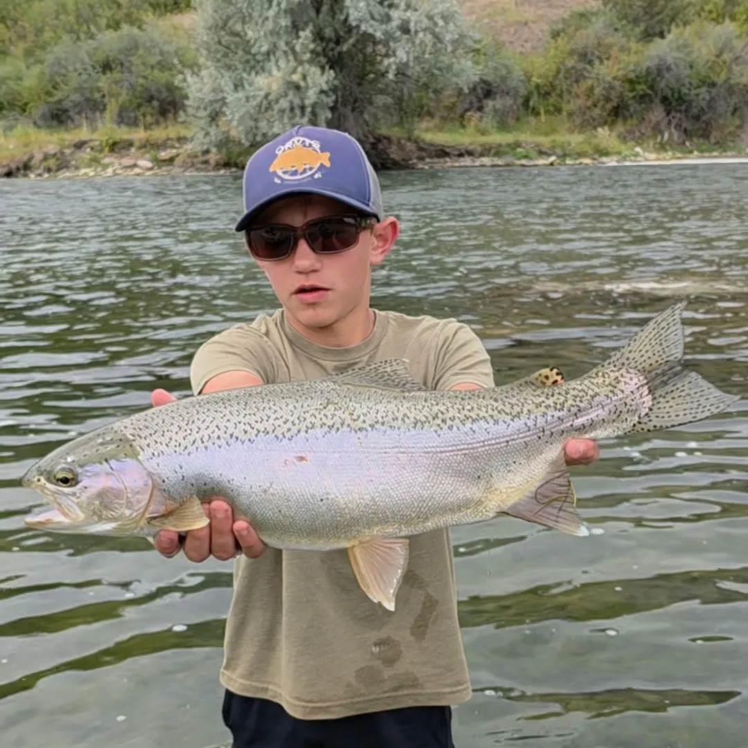 Rainbow trout caught on Fishbrain
