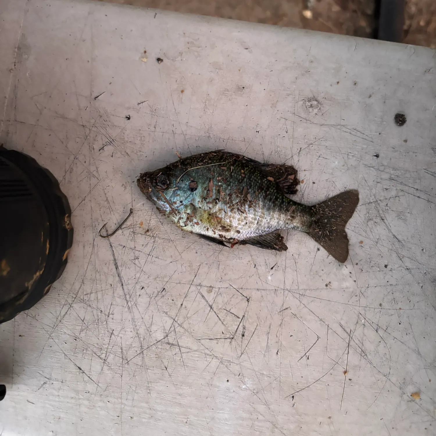 Bluegill caught on Fishbrain