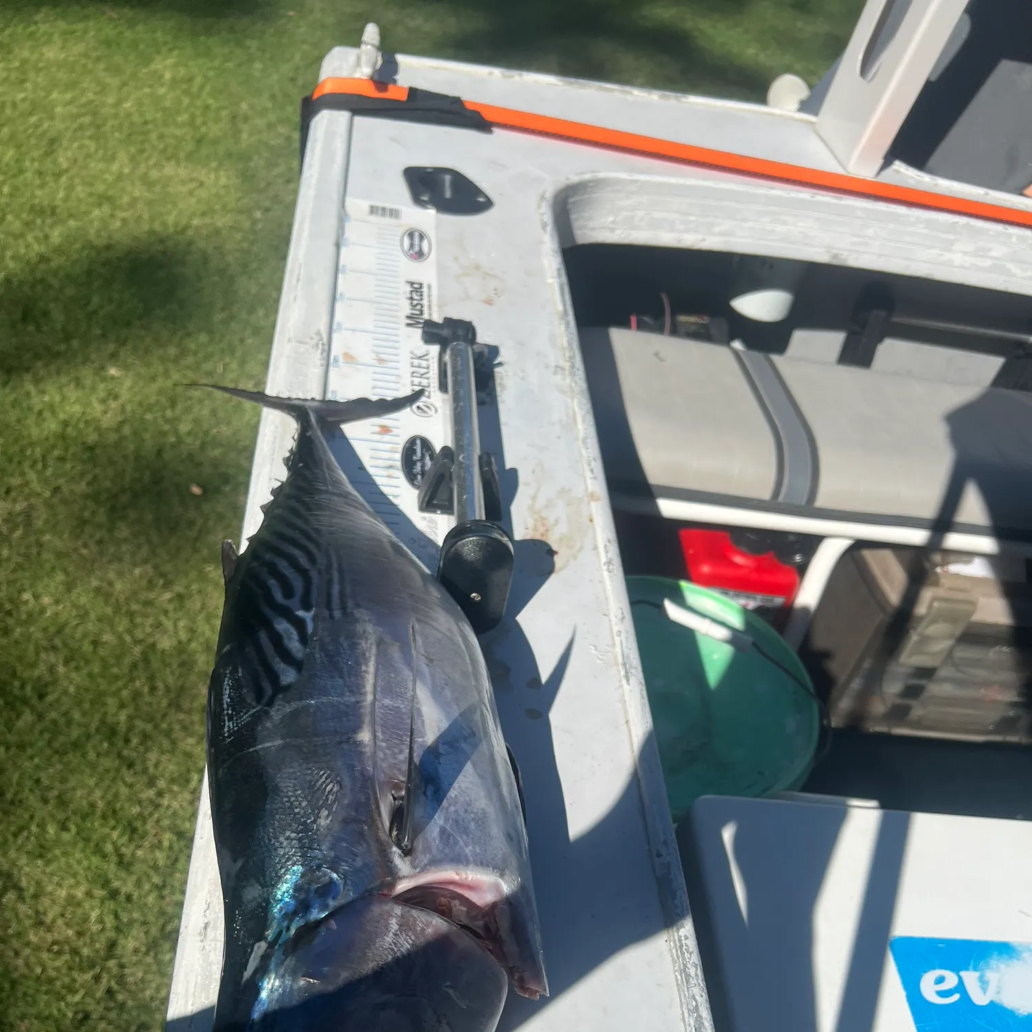 The most recent Skipjack tuna catches on Fishbrain