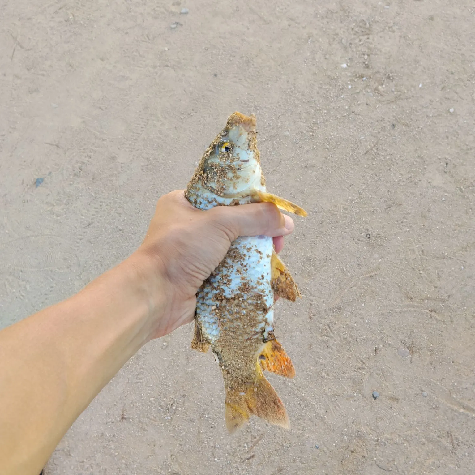 Common carp caught on Fishbrain