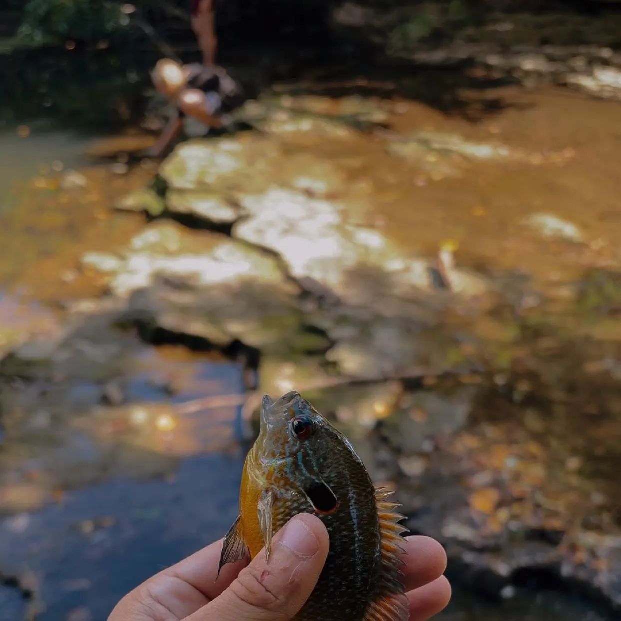 Green sunfish caught on Fishbrain