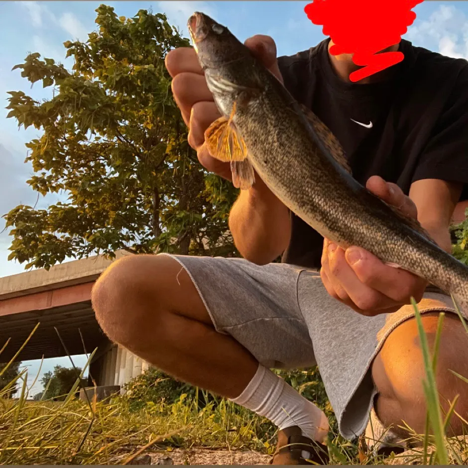 The most recent Sauger catches on Fishbrain