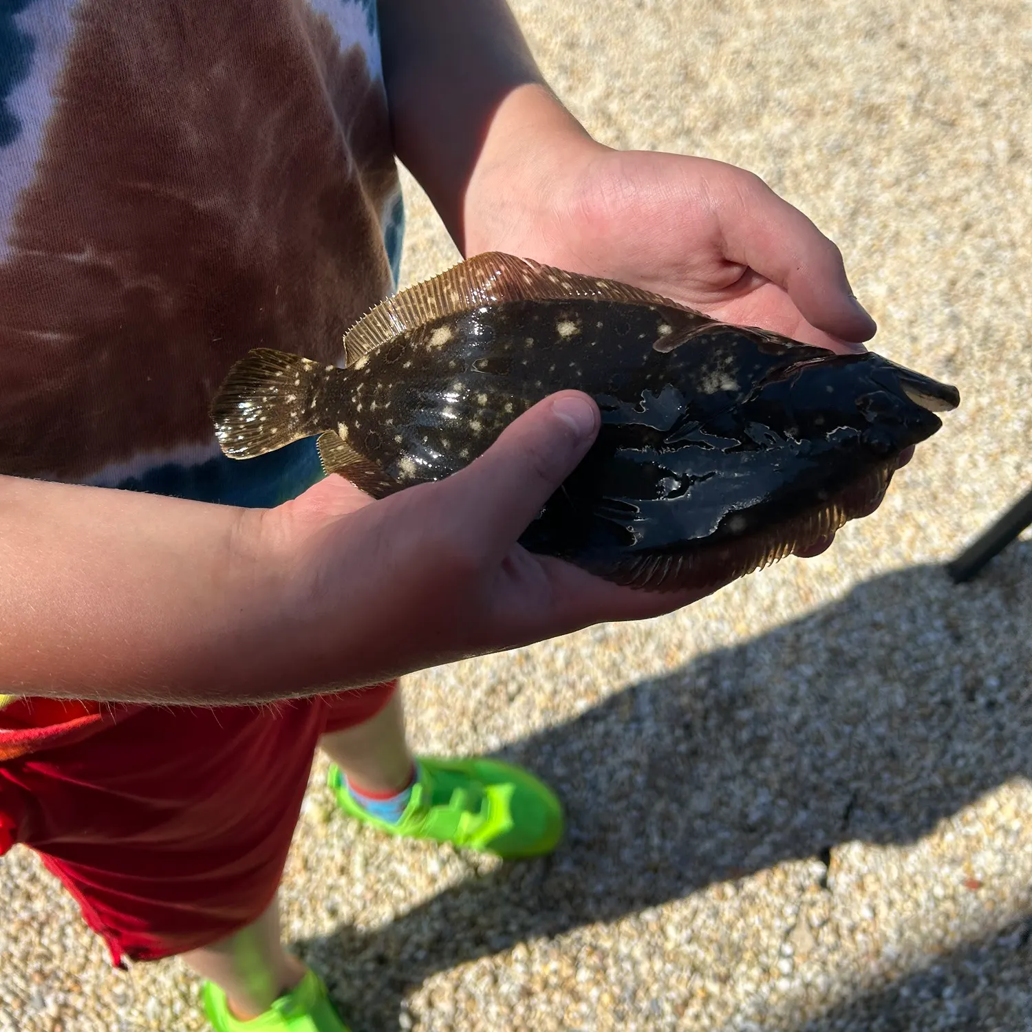 Summer flounder caught on Fishbrain