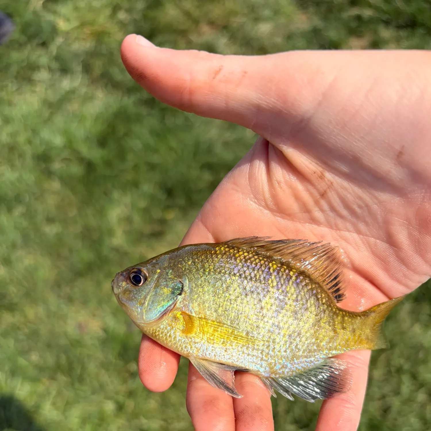 Bluegill caught on Fishbrain