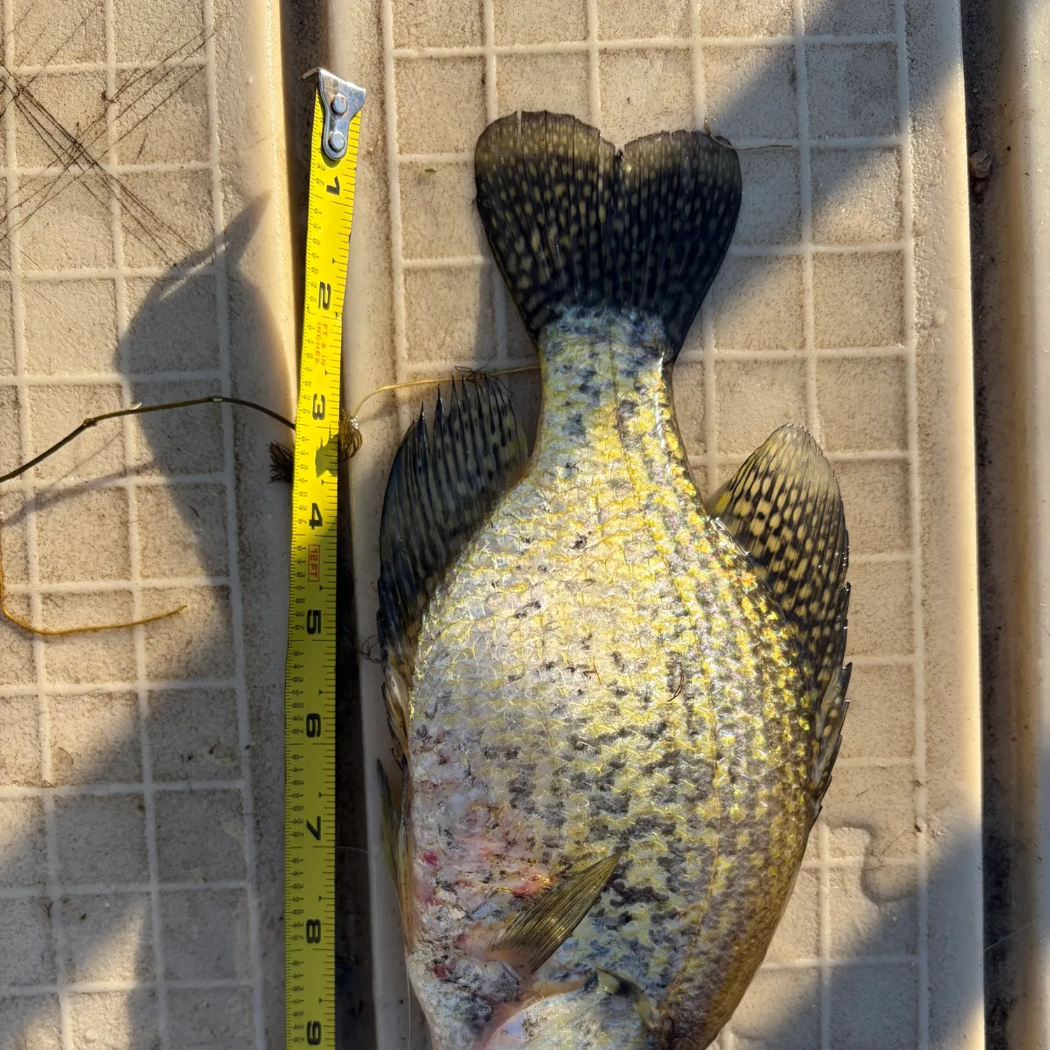 Black crappie caught on Fishbrain