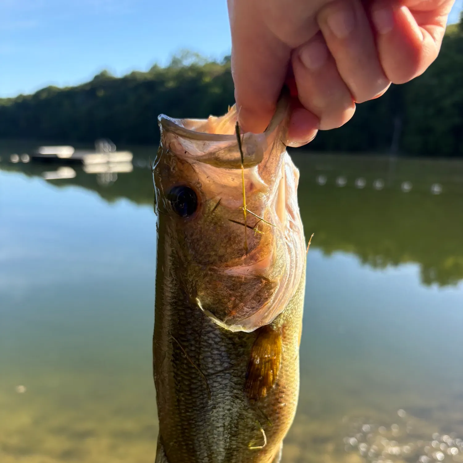 Smallmouth bass caught on Fishbrain