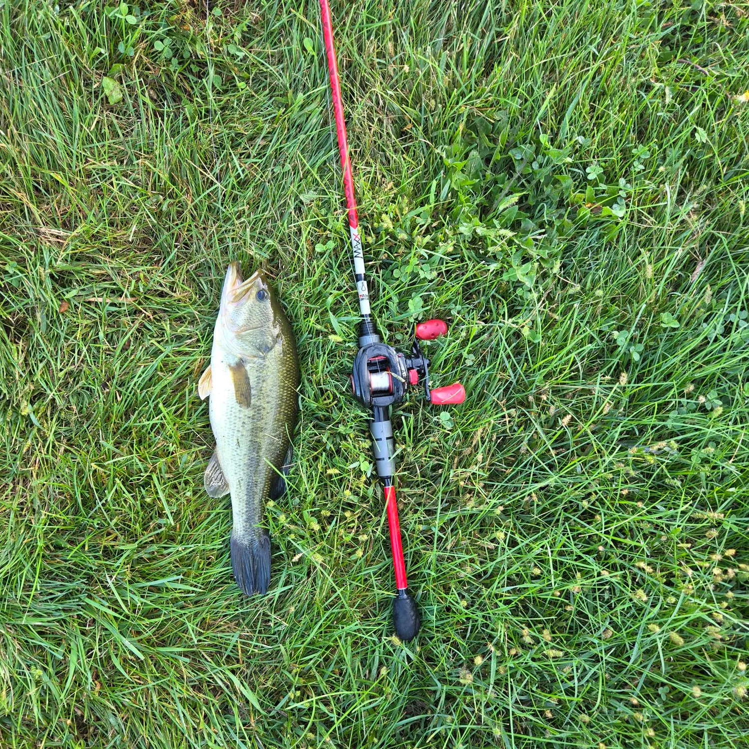 Largemouth bass caught on Fishbrain