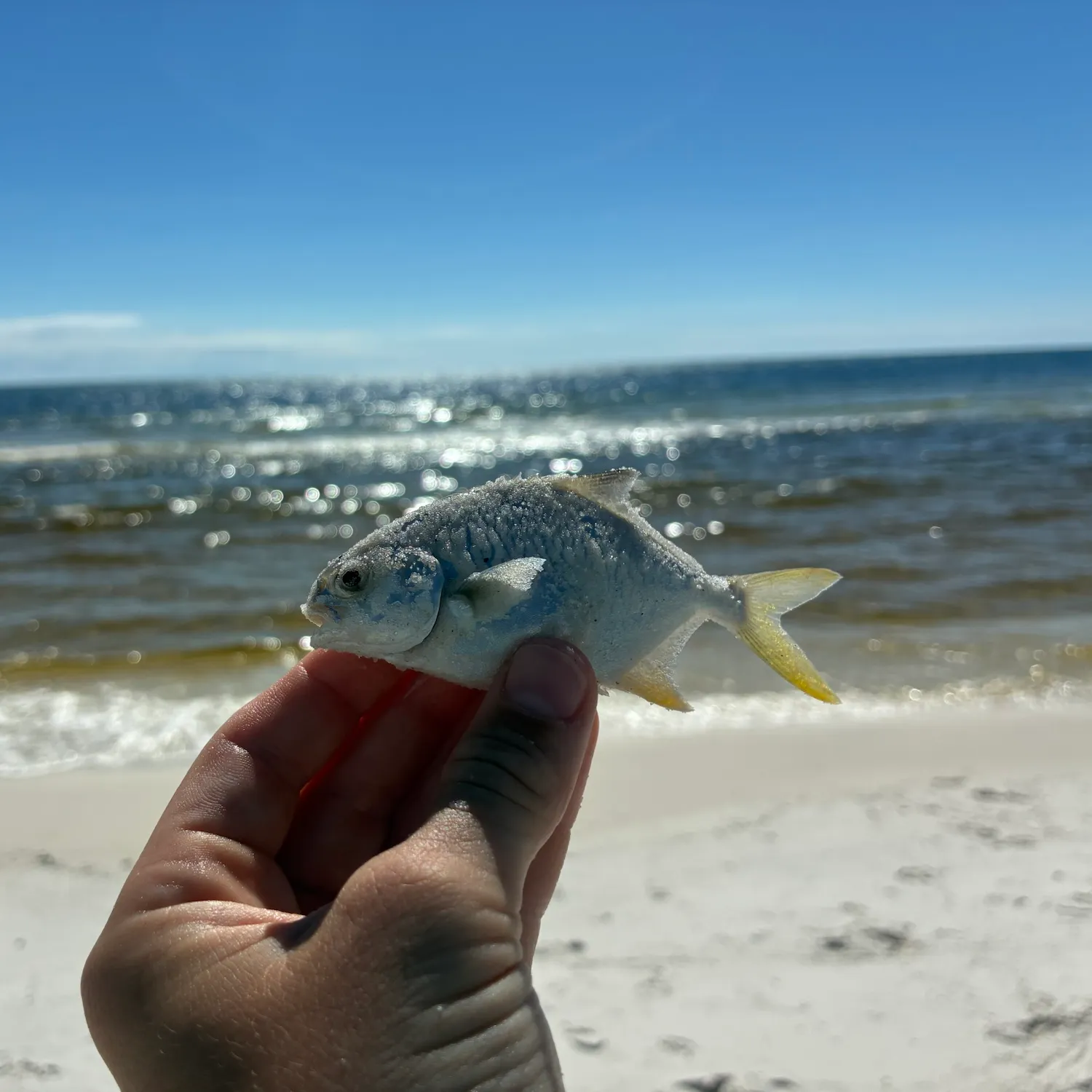 Florida pompano caught on Fishbrain
