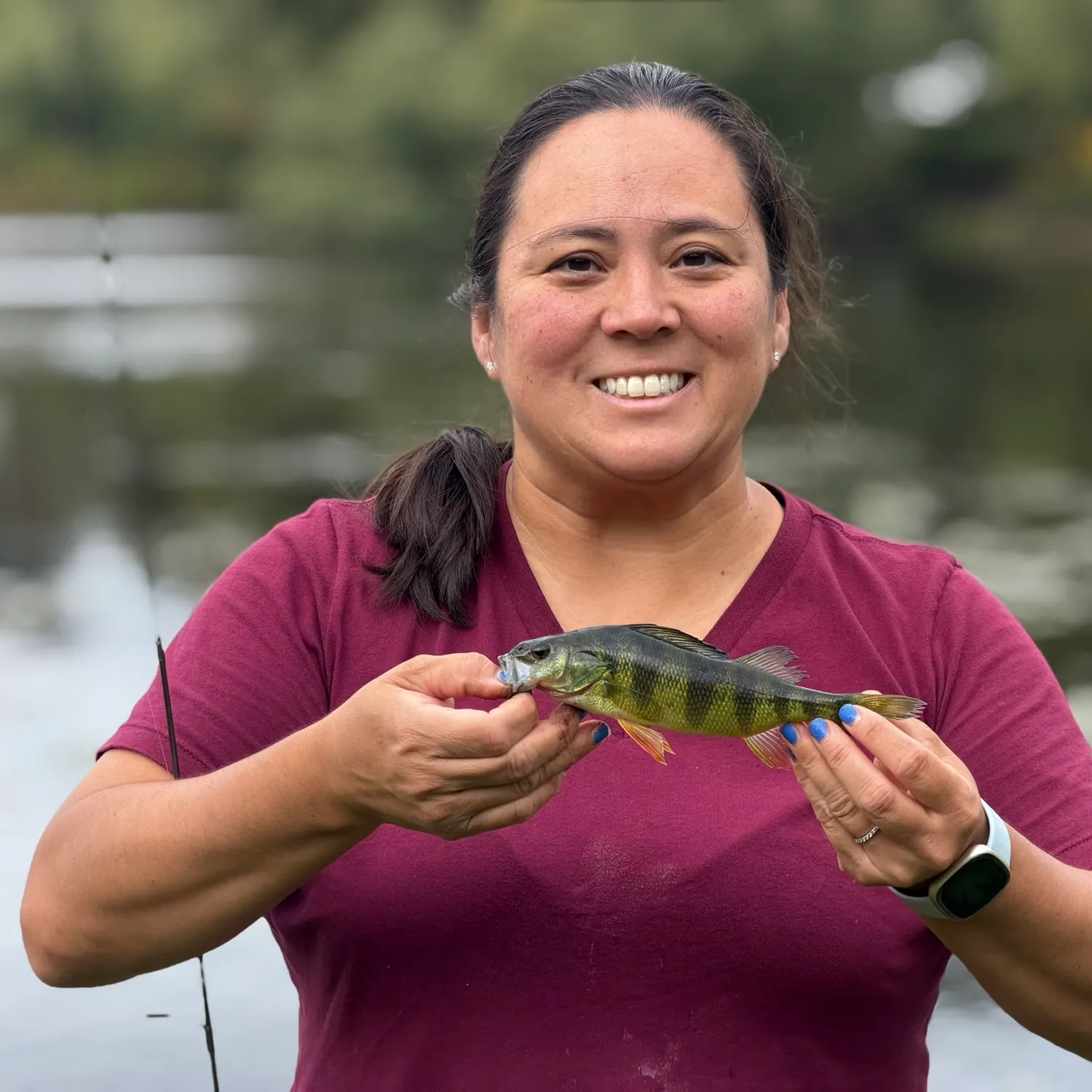 Yellow perch caught on Fishbrain