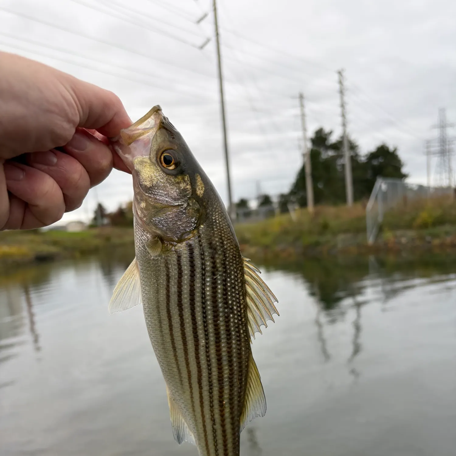 Striped bass caught on Fishbrain