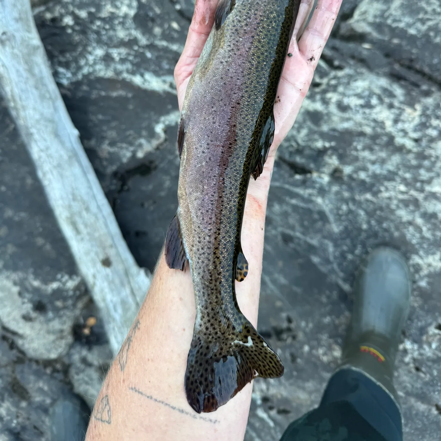 Rainbow trout caught on Fishbrain