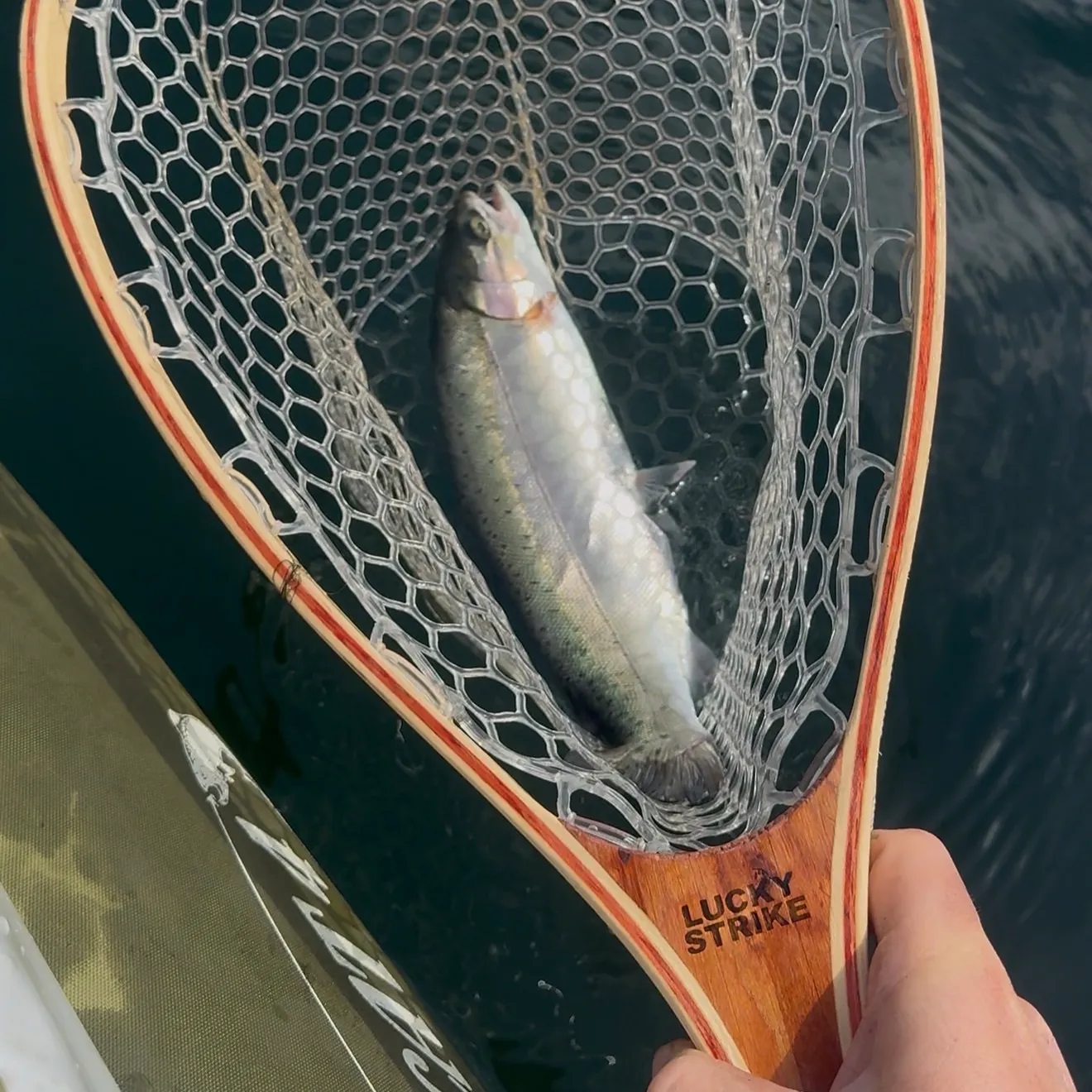 Rainbow trout caught on Fishbrain