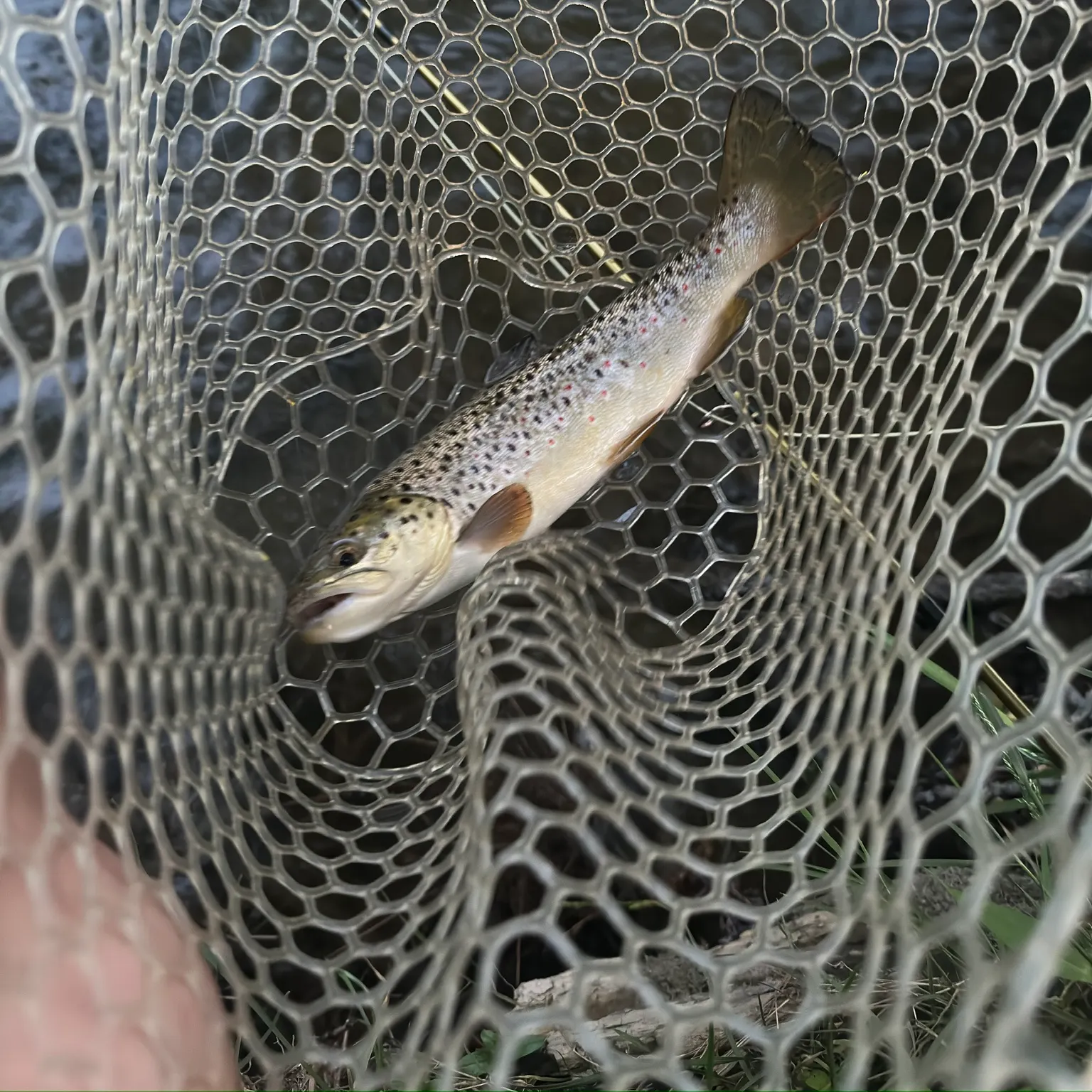 The most recent Brown trout catches on Fishbrain