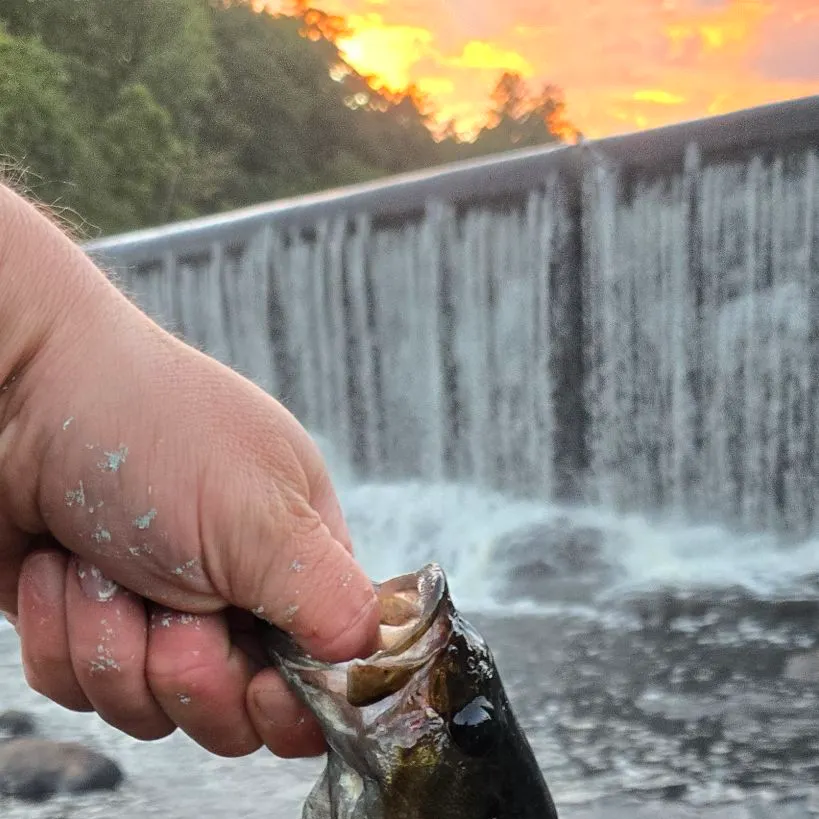 Smallmouth bass caught on Fishbrain