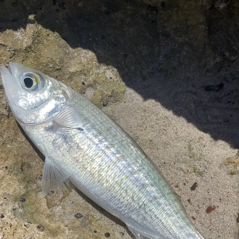 The most recent Atlantic herring catches on Fishbrain