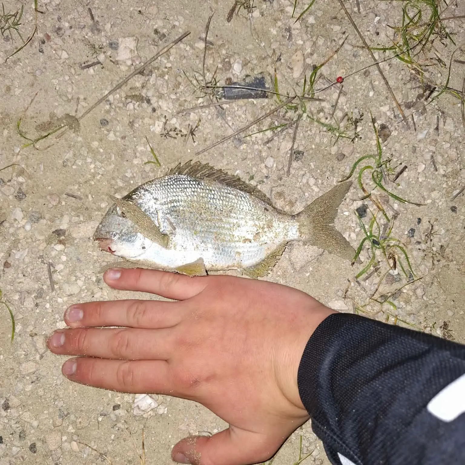 Goldlined seabream caught on Fishbrain