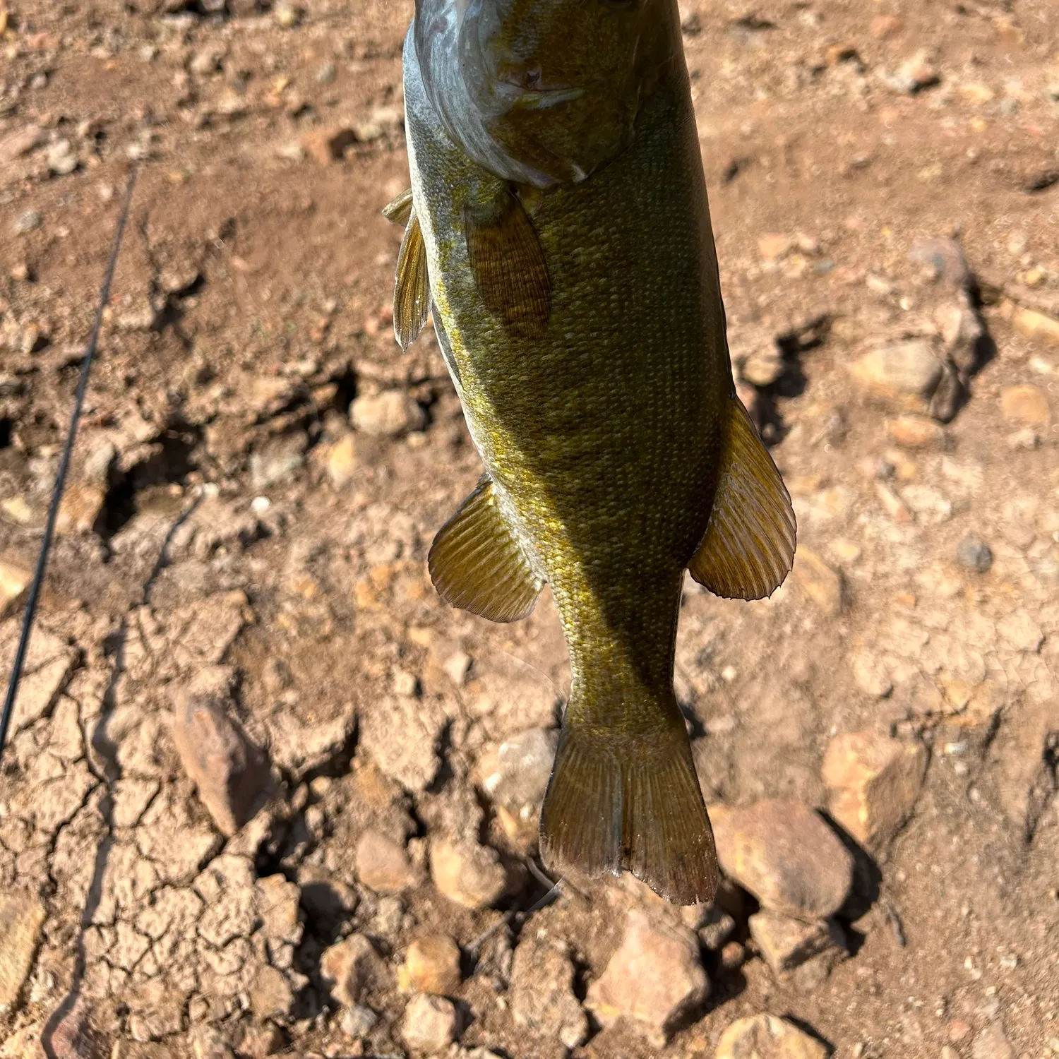 Smallmouth bass caught on Fishbrain