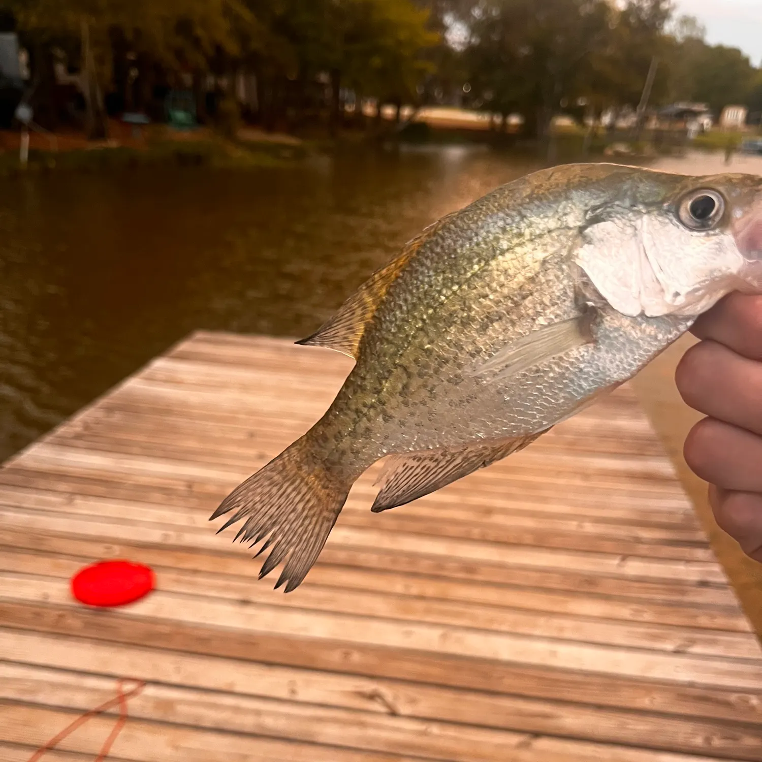 White crappie caught on Fishbrain