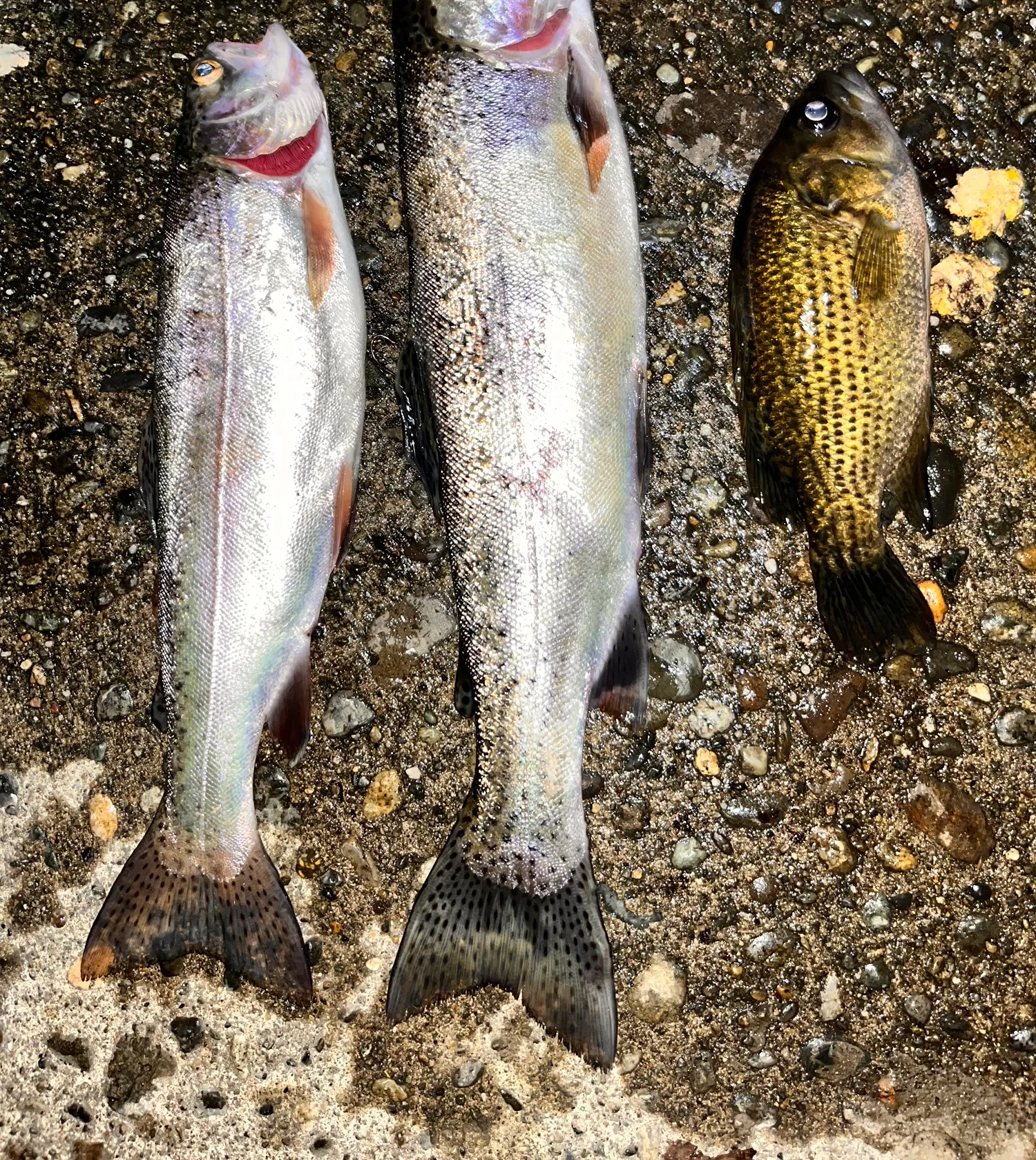 recently logged catches