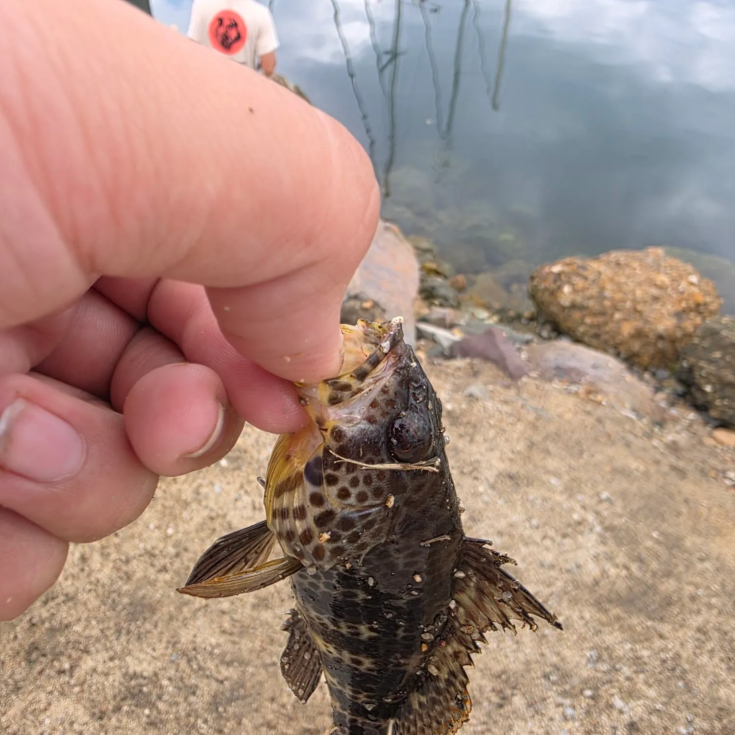 Spotted sand bass caught on Fishbrain