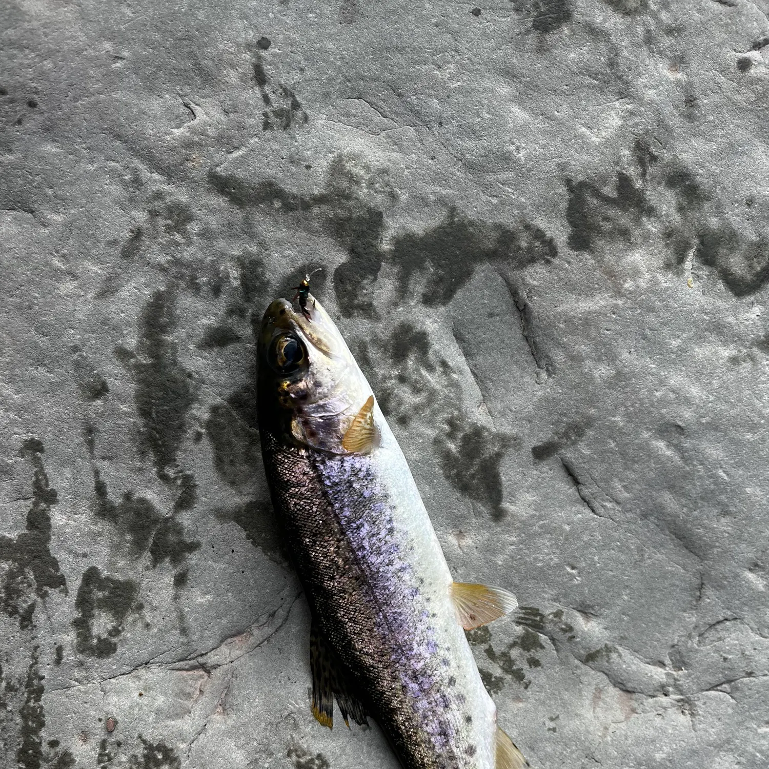 The most recent Coastal rainbow trout catches on Fishbrain