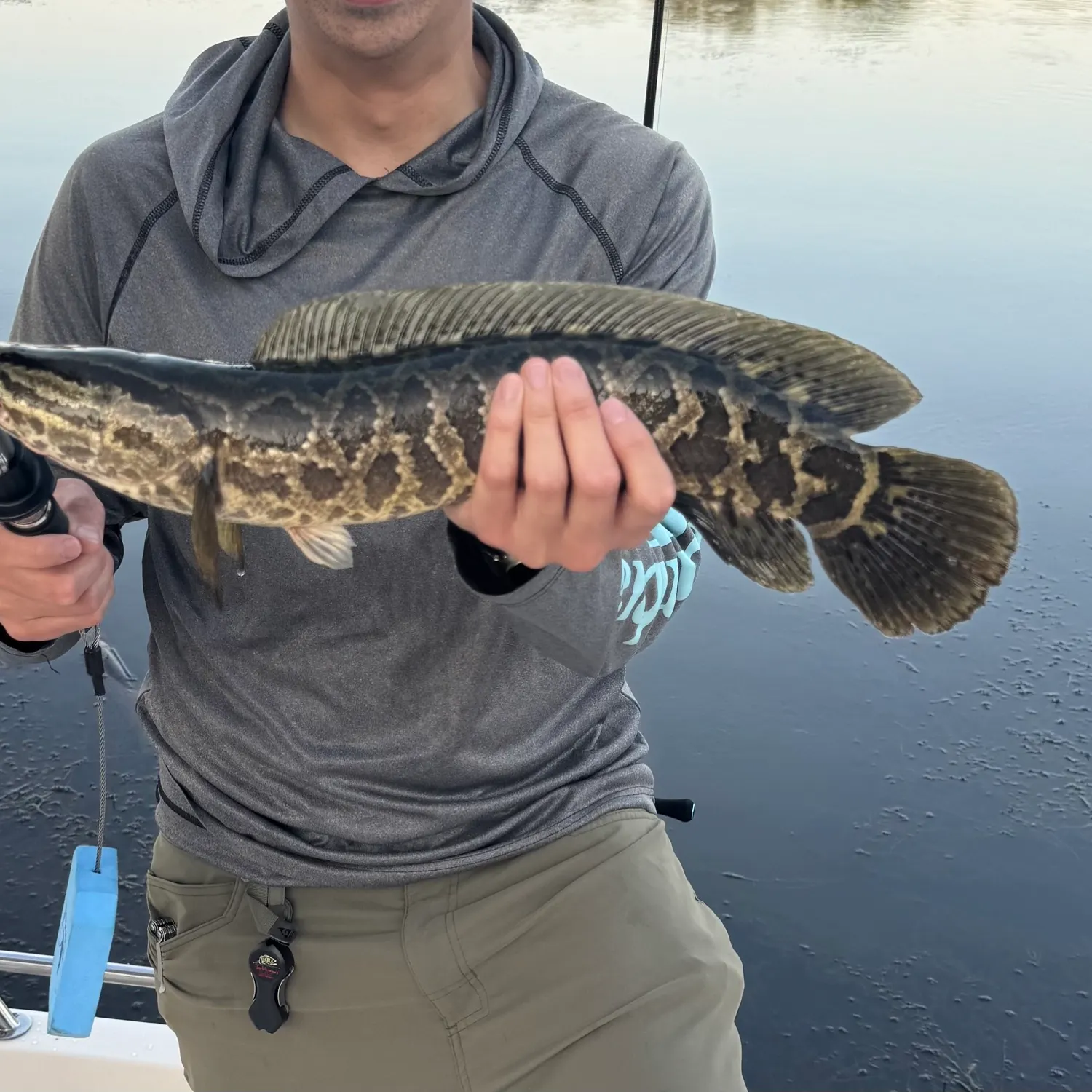 The most recent Northern snakehead catches on Fishbrain