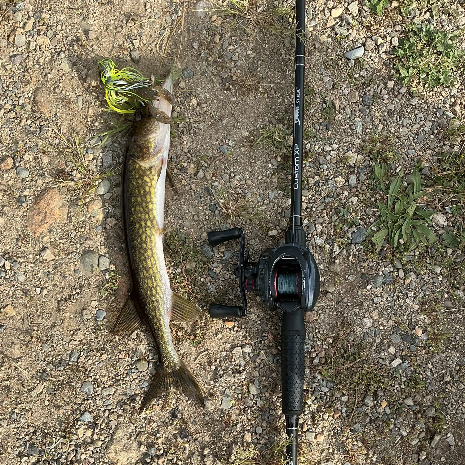 Chain pickerel caught on Fishbrain